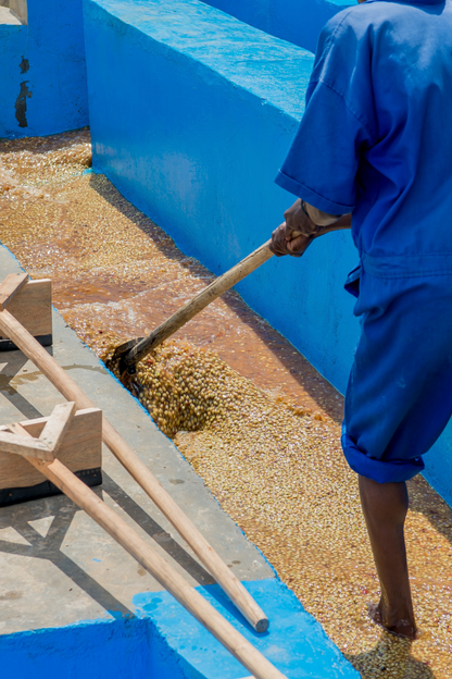 Ethiopia Guji Hambela Wamena Benti Nenka Natural