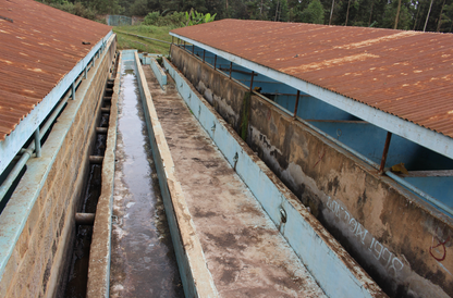 Kenya Kirinyaga Inoi Ndimi Washed