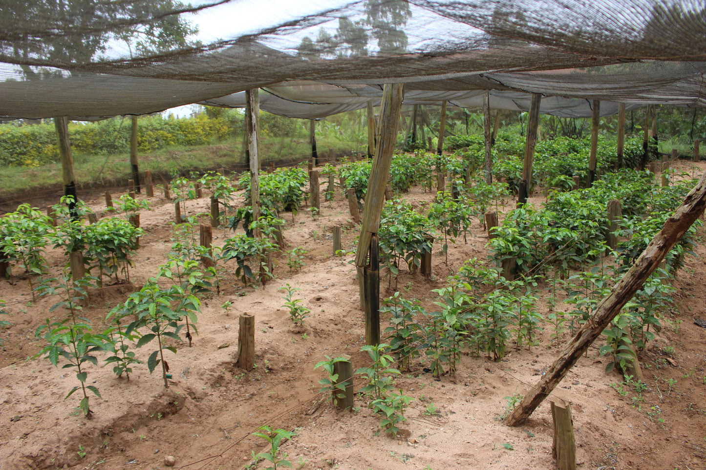 Kenya Kirinyaga Inoi Ndimi Washed
