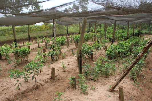 Kenya Kirinyaga Inoi Ndimi Washed