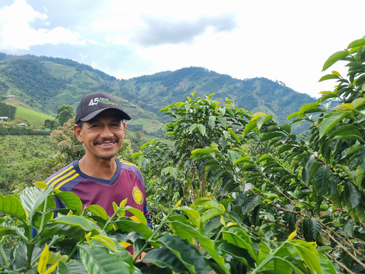 Colombia El Triunfo Pink Bourbon Washed