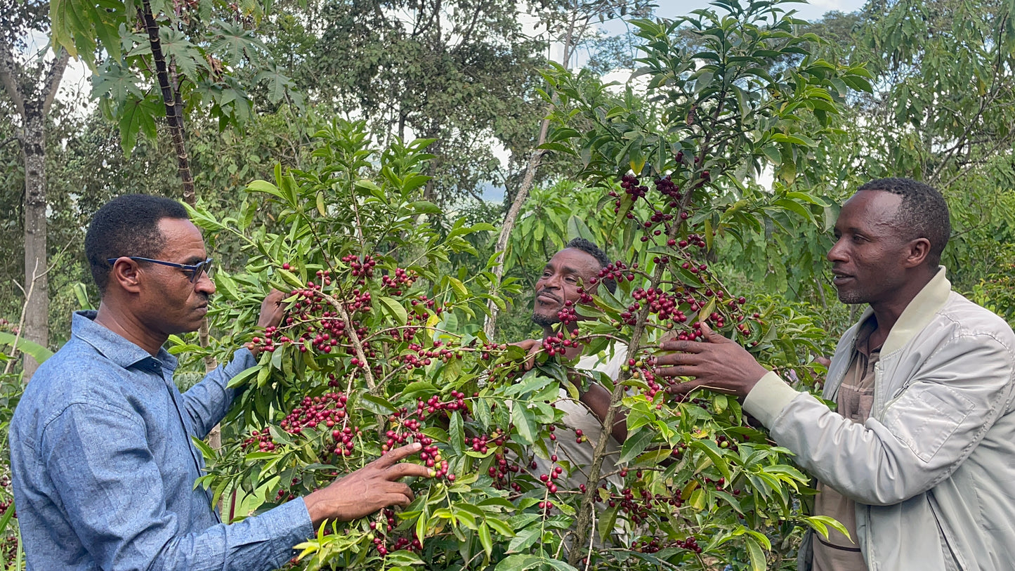 Ethiopia Tariku Shantawene Natural Organic