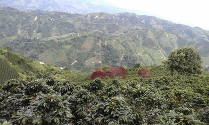 Colombia Tolima La Arabia Organic