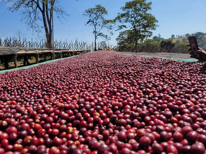 Ethiopia Hambela Wamena Buku Sayisa Washed