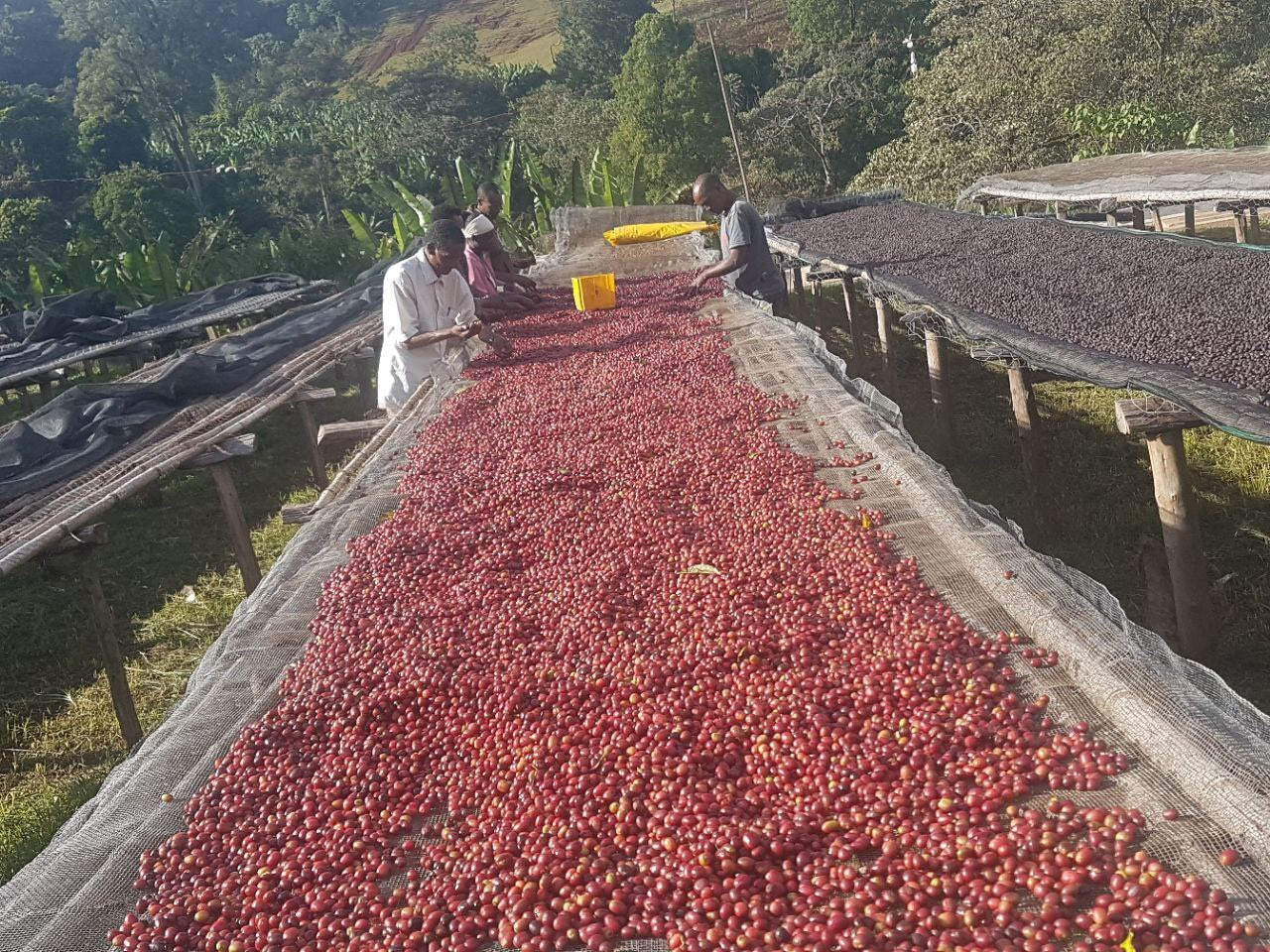 Ethiopia Tariku Shantawene Natural Organic