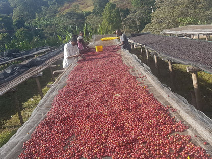 Ethiopia Tariku Shantawene Natural Organic