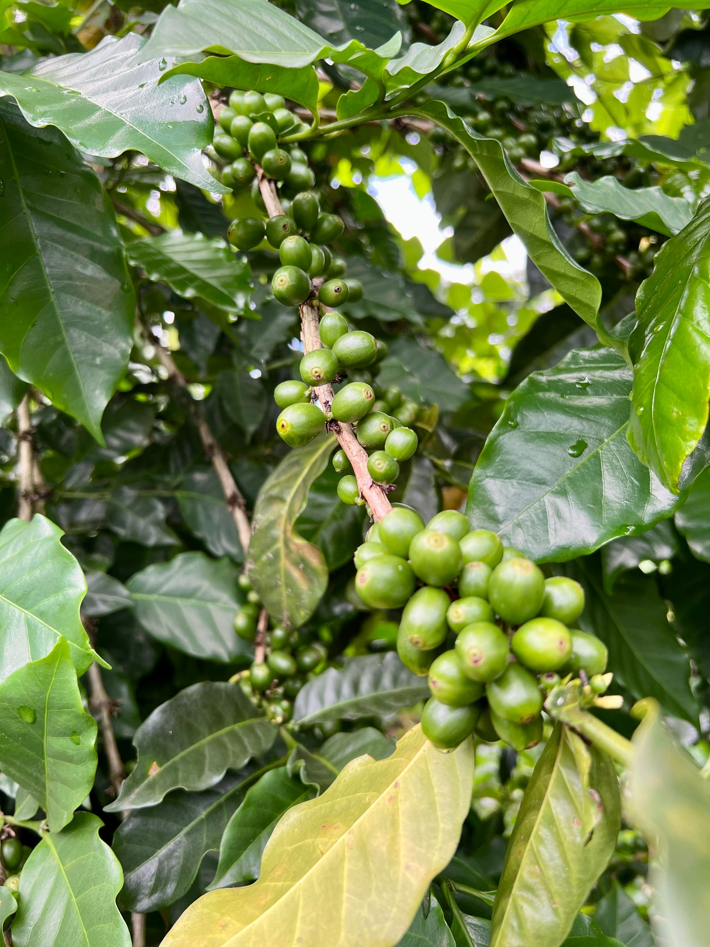 El Salvador Finca San Felipe