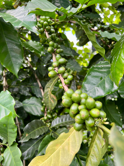 El Salvador Finca San Felipe