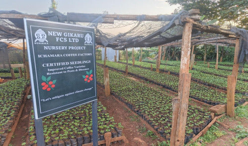 Kenya Nyeri Ichamara Washed