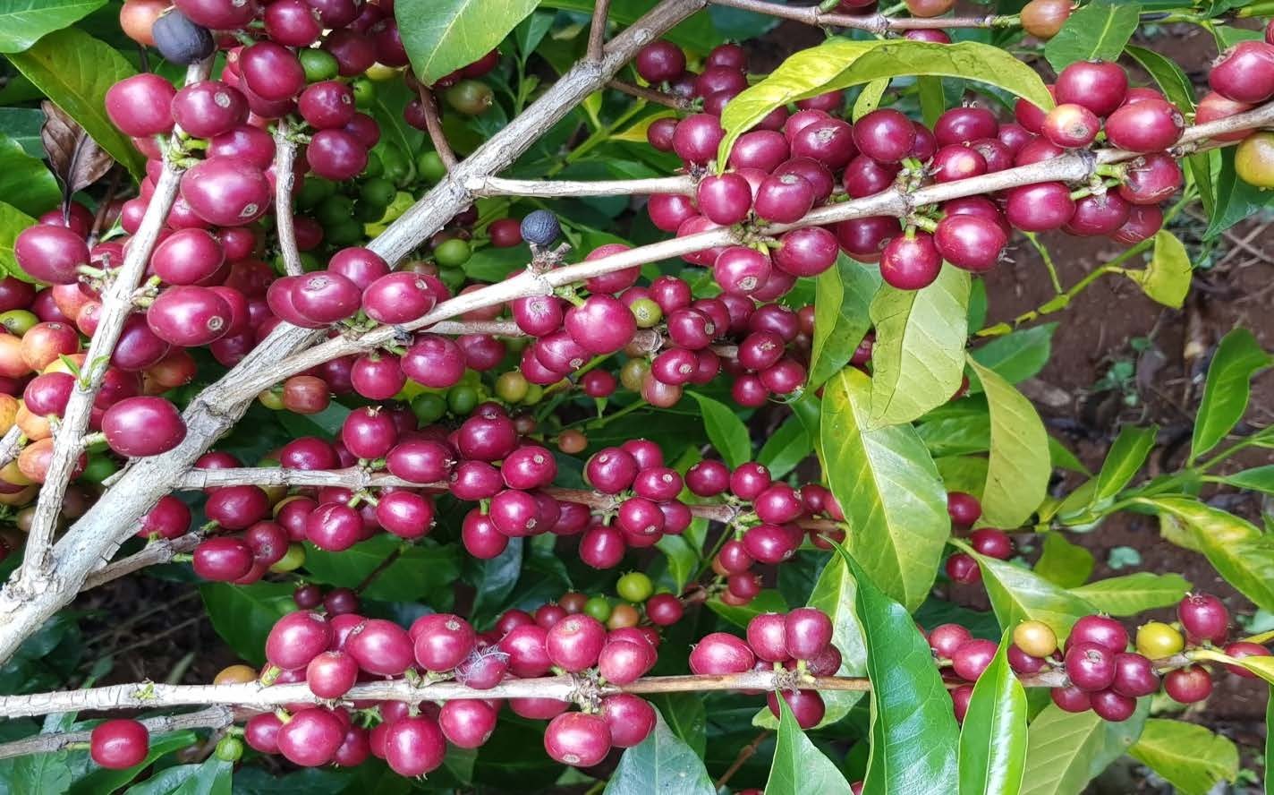 Ethiopia Hambela Wamena Buku Abel Guji Natural