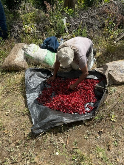 El Salvador Finca San Felipe