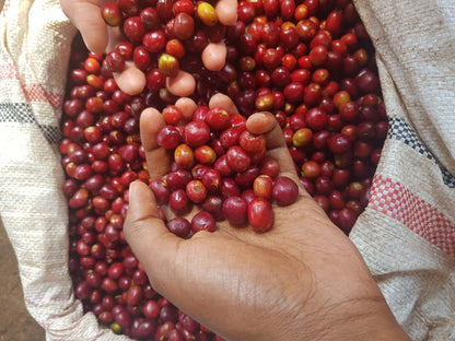 Ethiopia Hambela Wamena Buku Abel Guji Natural