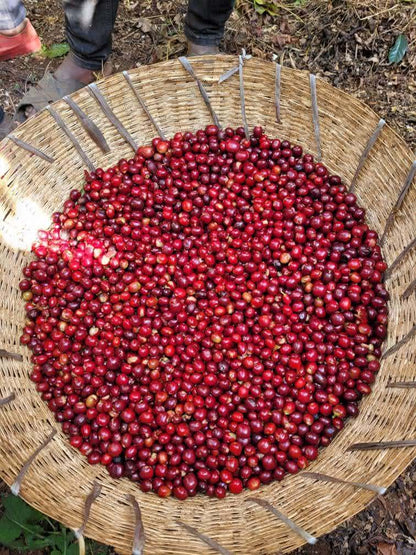 Ethiopia Hambela Wamena Buku Sayisa Washed