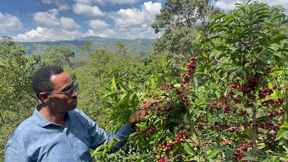 Ethiopia Tariku Shantawene Natural Organic