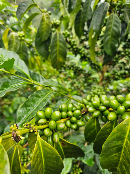 Colombia La Soledad Papayo Washed
