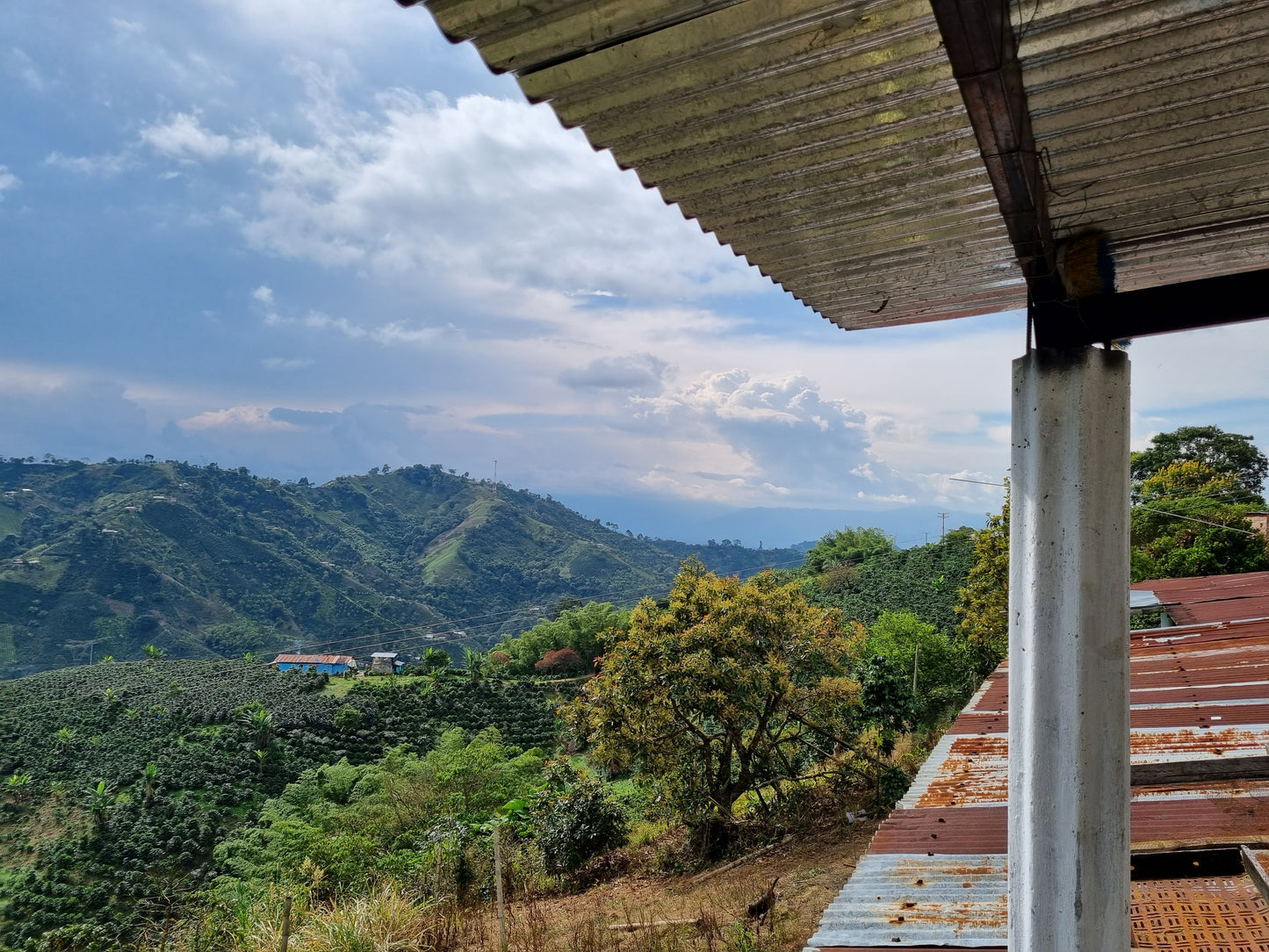 Colombia El Triunfo Pink Bourbon Washed