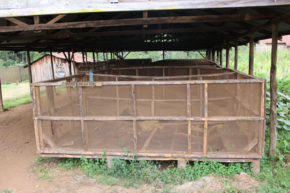 Kenya Kirinyaga Inoi Ndimi Washed