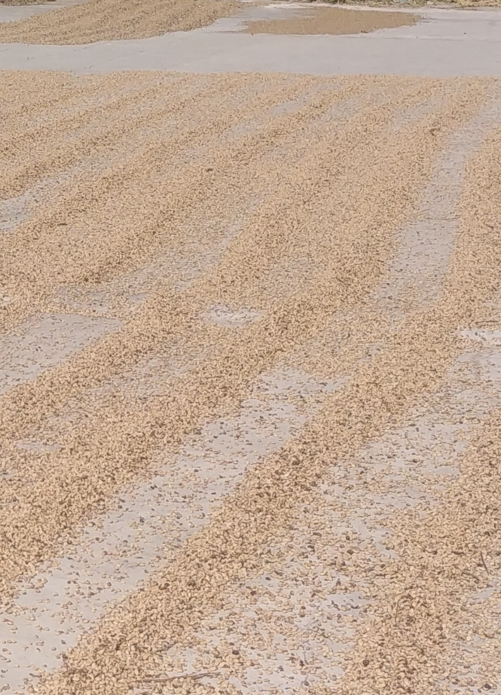 Dominican Republic Barahona Washed