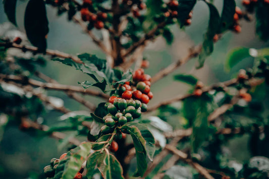 Colombia El Roblar Huila Washed