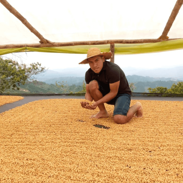 Colombia Los Yarumos Chiroso Washed