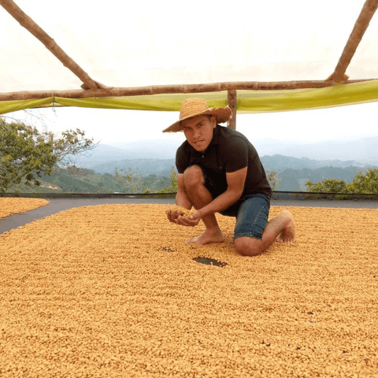 Colombia Los Yarumos Chiroso Washed