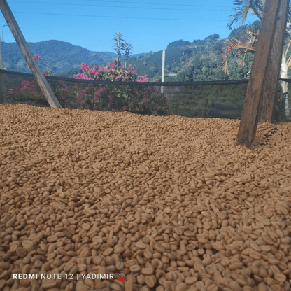 Colombia Los Yarumos Chiroso Washed