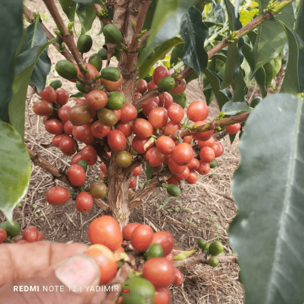 Colombia Los Yarumos Chiroso Washed