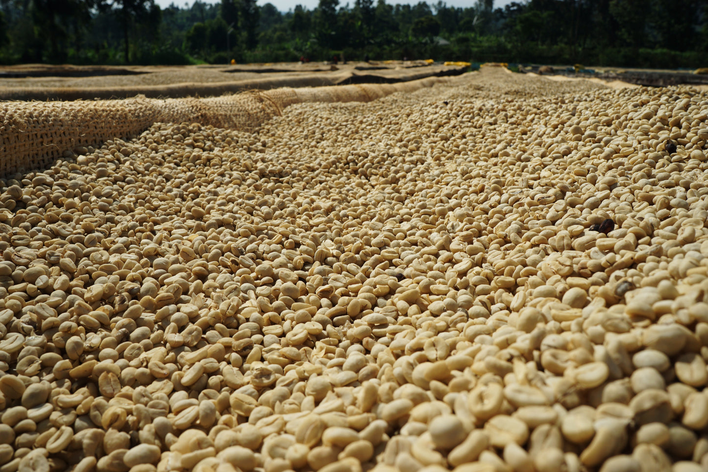 Kenya Nyeri Gititu Washed