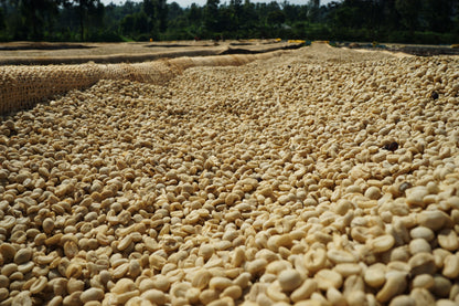 Kenya Nyeri Gititu Washed