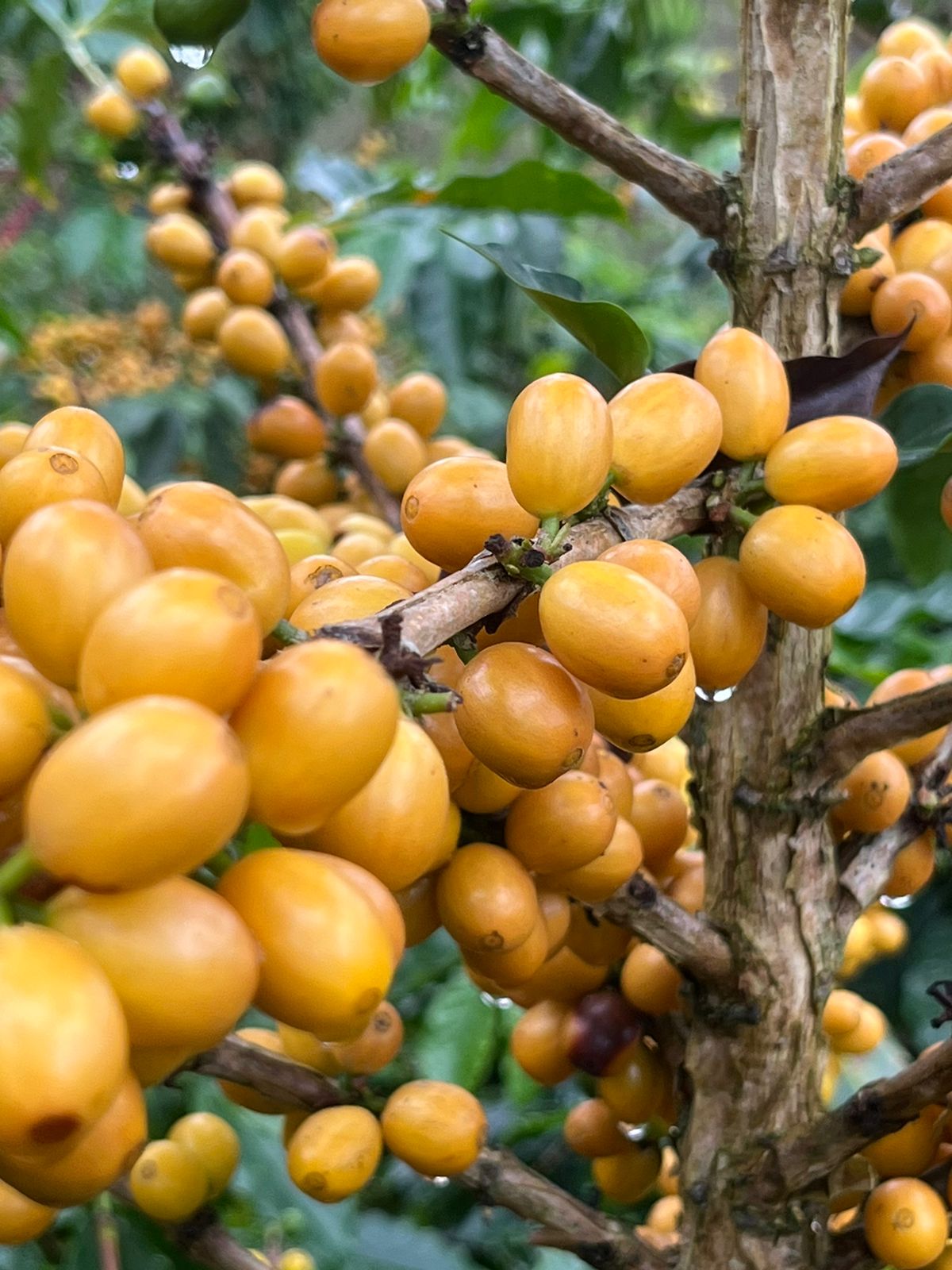 Colombia La Esperanza Aji Bourbon Honey