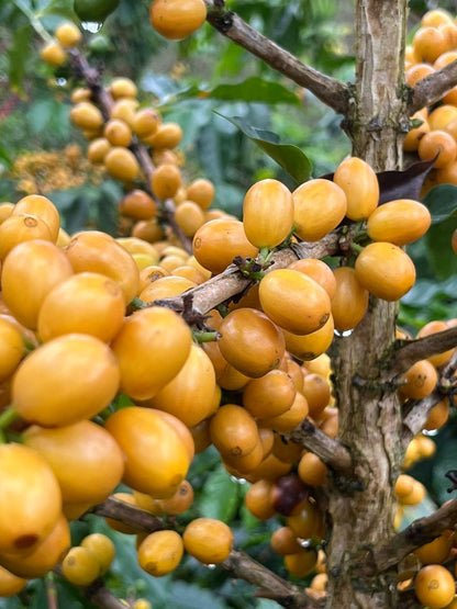 Colombia La Esperanza Aji Bourbon Honey
