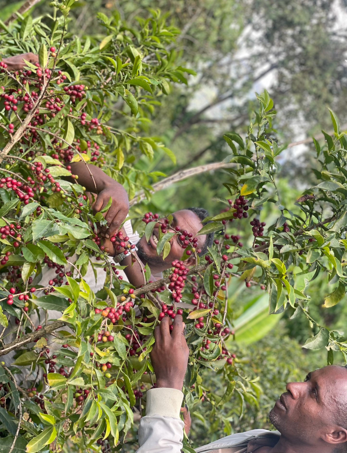 Ethiopia Tariku Shantawene Natural Organic