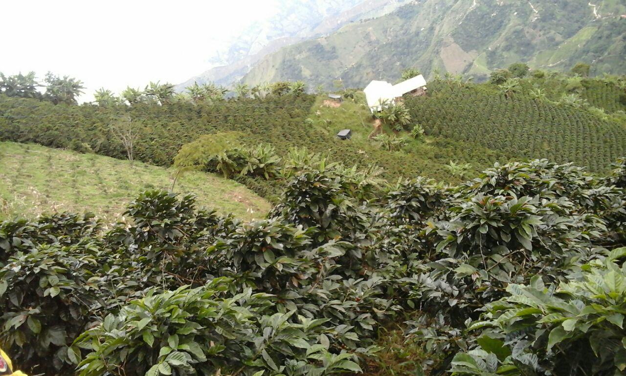 Colombia Tolima La Arabia Organic