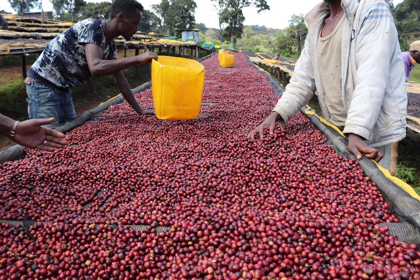 Ethiopia Hambela Wamena Buku Abel Guji Natural