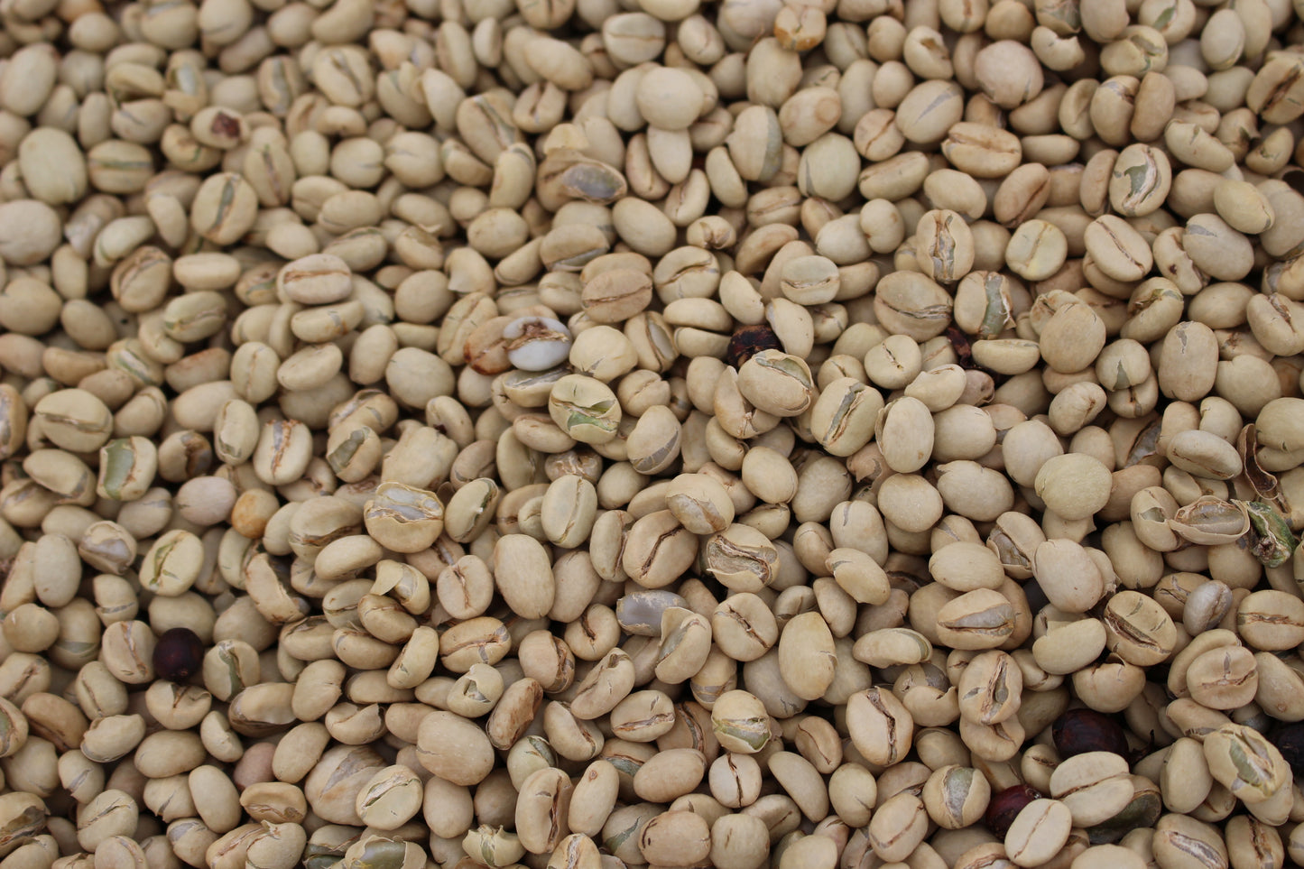 Kenya Kirinyaga Inoi Ndimi Washed