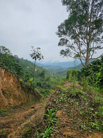 Colombia La Soledad Papayo Washed