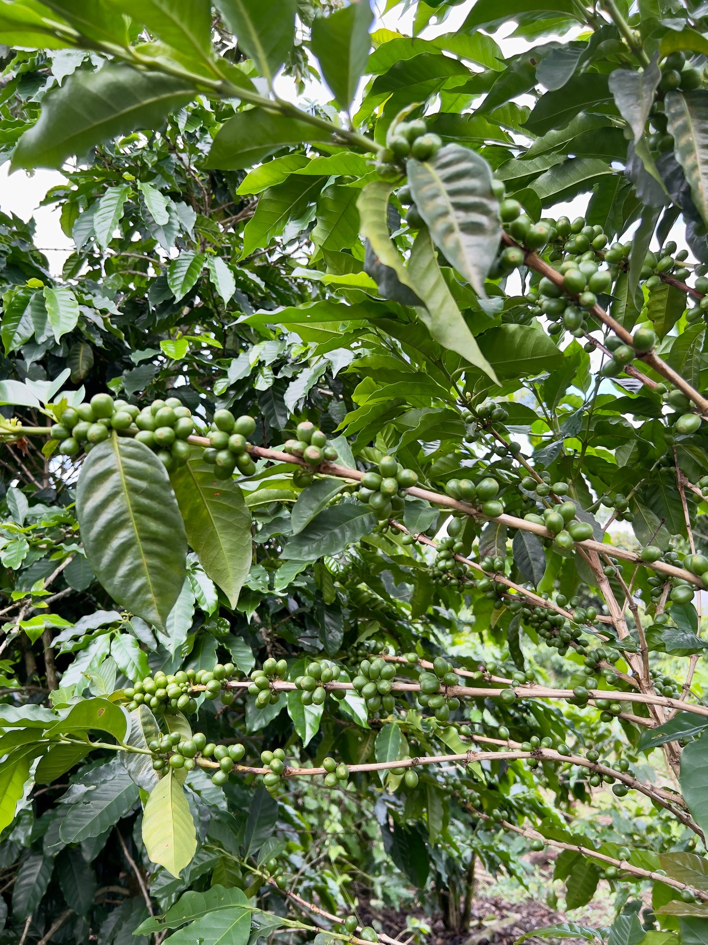 El Salvador Finca San Felipe