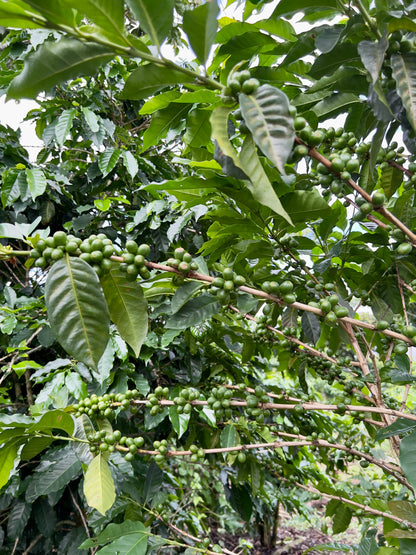 El Salvador Finca San Felipe