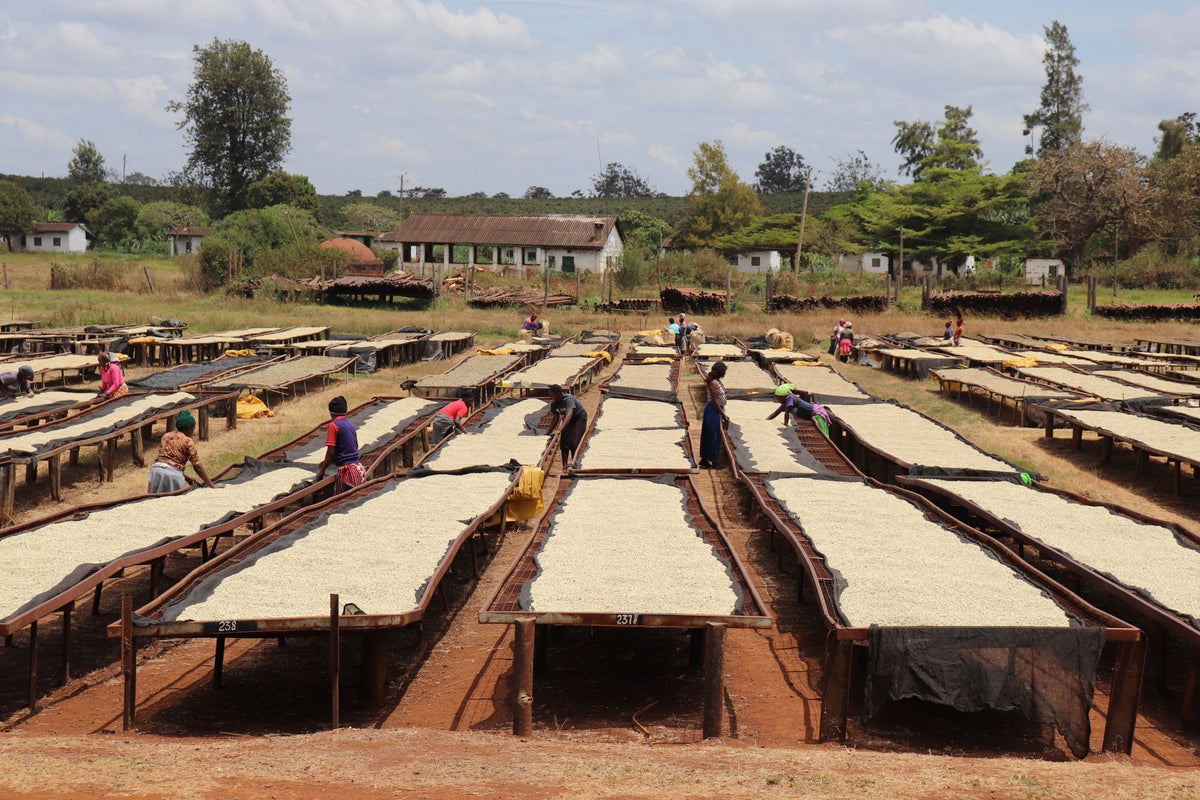 Kenya Inoi Kerugoya Washed