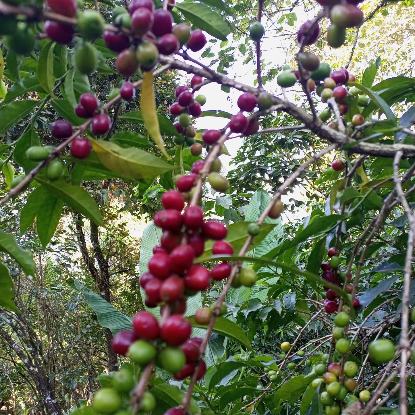 Ethiopia Tariku Shantawene Natural Organic