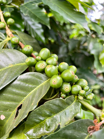 El Salvador Finca San Felipe