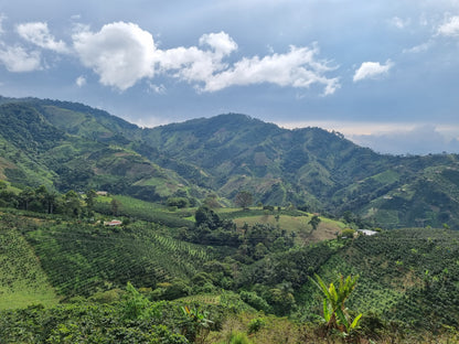 Colombia El Triunfo Pink Bourbon Washed