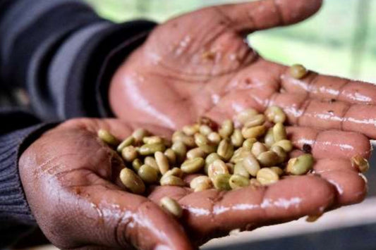 Kenya Inoi Kerugoya Washed