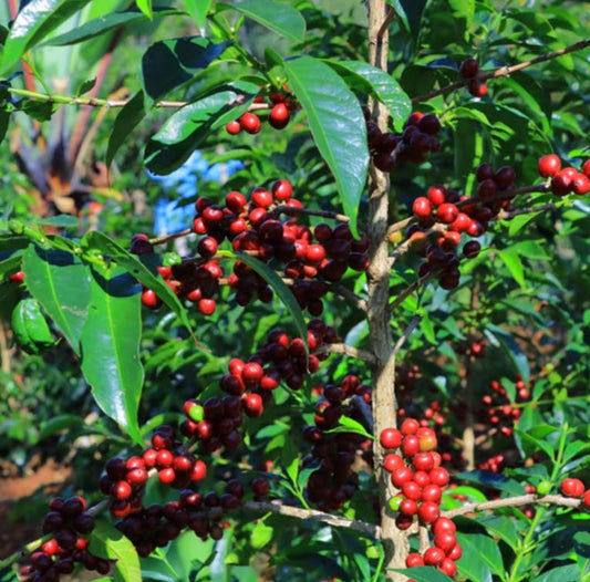 Ethiopia Chelchele Washed Organic