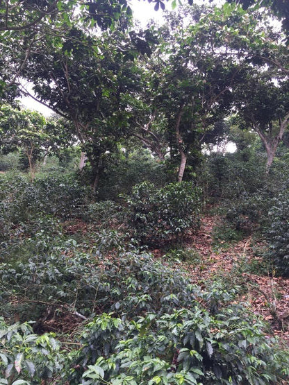 El Salvador Finca San Felipe