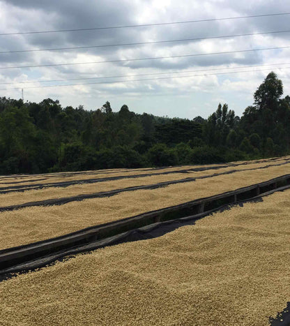 Kenya Nyeri Gititu Washed